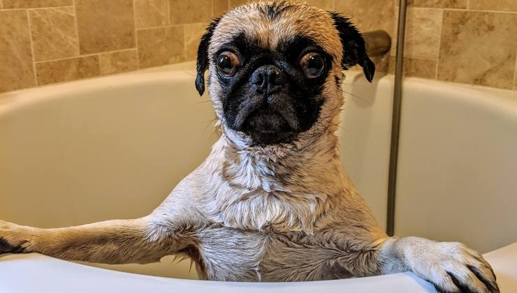 Cane spaventato dal bagno