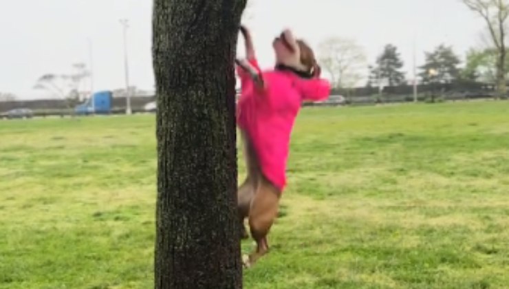 Cane sull'albero