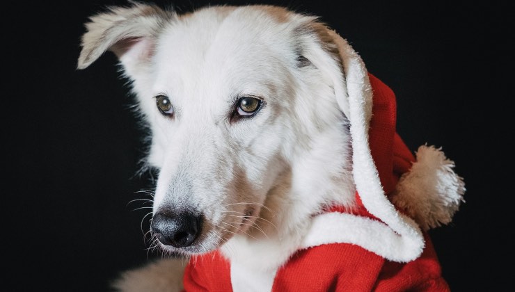 Cane dal pelo bianco con la divisa di Babbo Natale in inverno 
