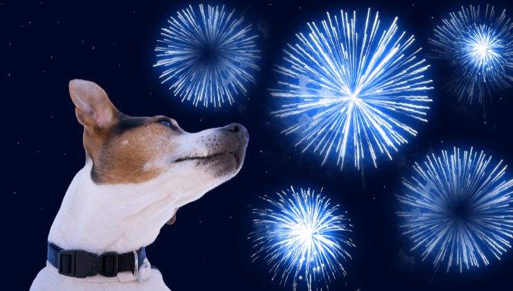 Cane guarda fuochi d'artificio