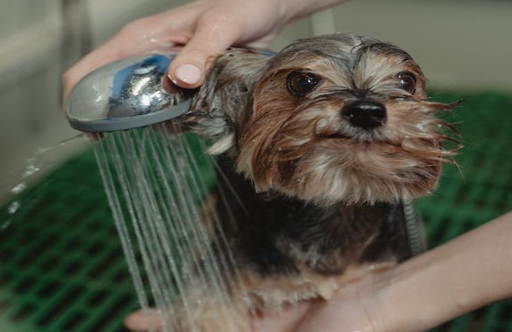 Quando il tuo cane necessita un bagno 