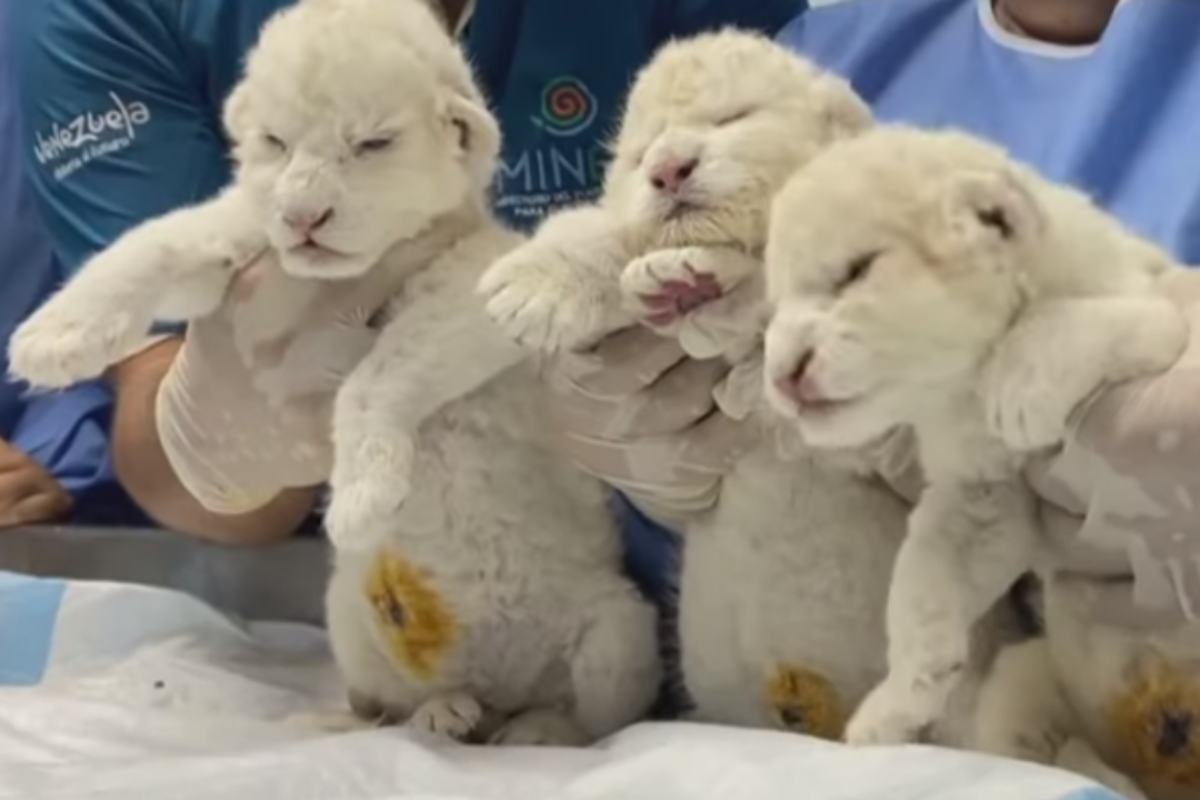 Cuccioli di leone bianco nati in venezuela