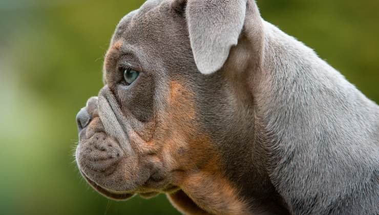 Un cucciolo delle razze di cani più costose nella natura 