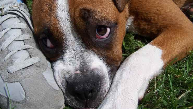 Lo sguardo di un cucciolo di cane che si sente in colpa accanto alla scarpa 