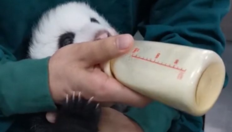 Cucciolo di panda che beve dal biberon
