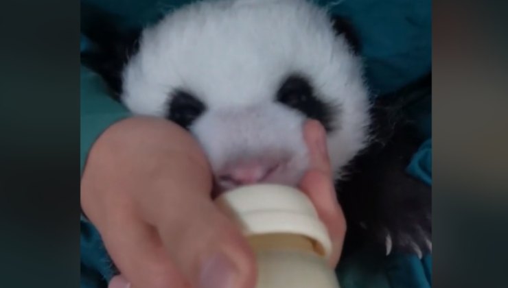 panda beve latte
