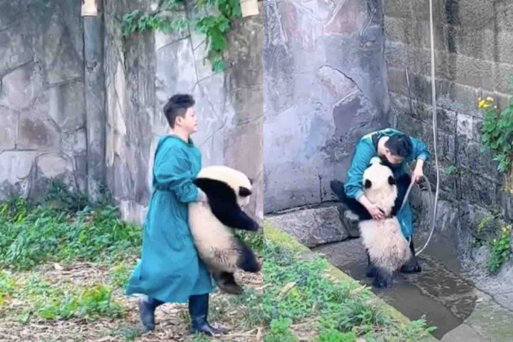 Ragazzo trasporta e abbraccia un cucciolo di Panda nella vasca naturale