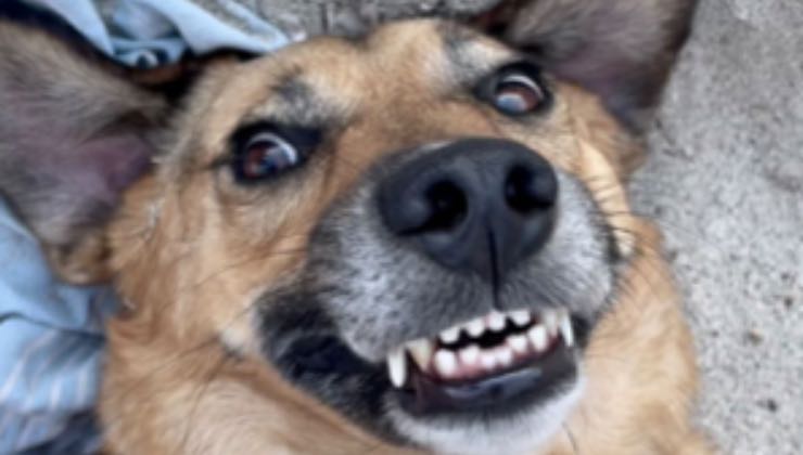 La reazione della cagnolina che sorride 