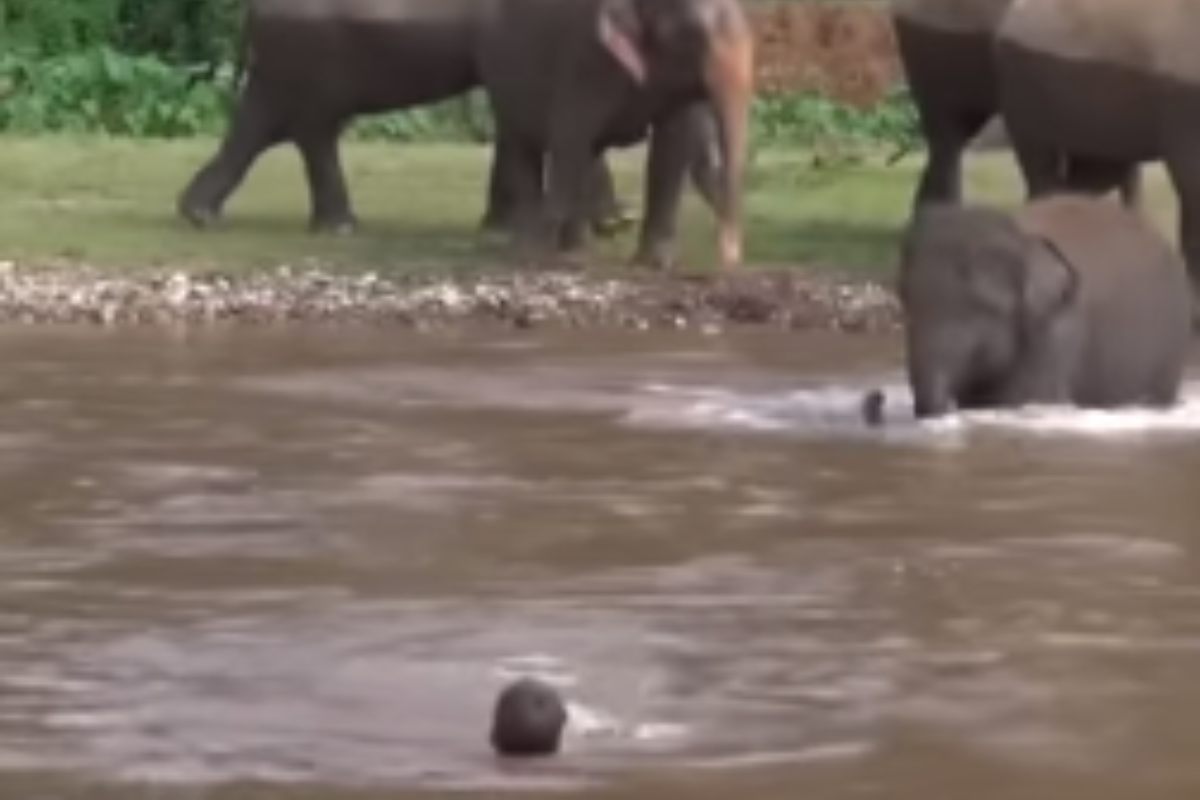 Elefante corre in aiuto dell'uomo