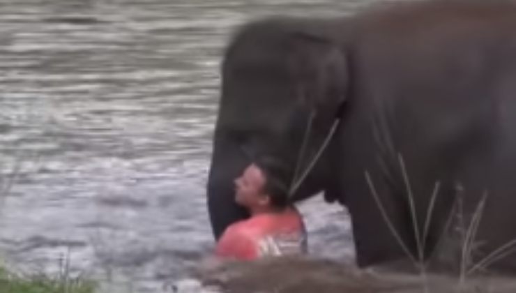 Elefante salva l'uomo