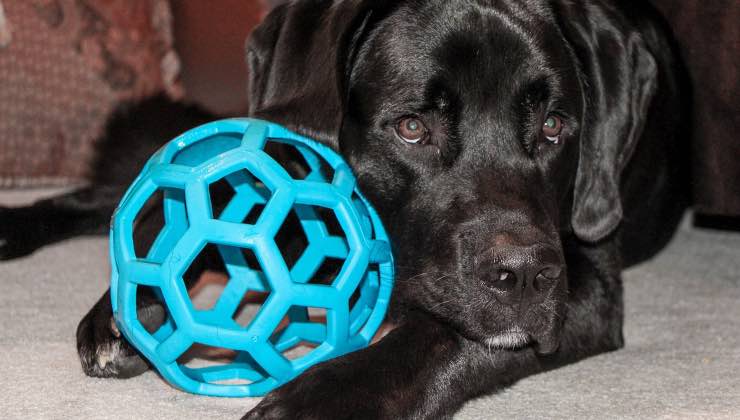 Cane nero sdraiato con accanto un giocattolo a forma di palla 
