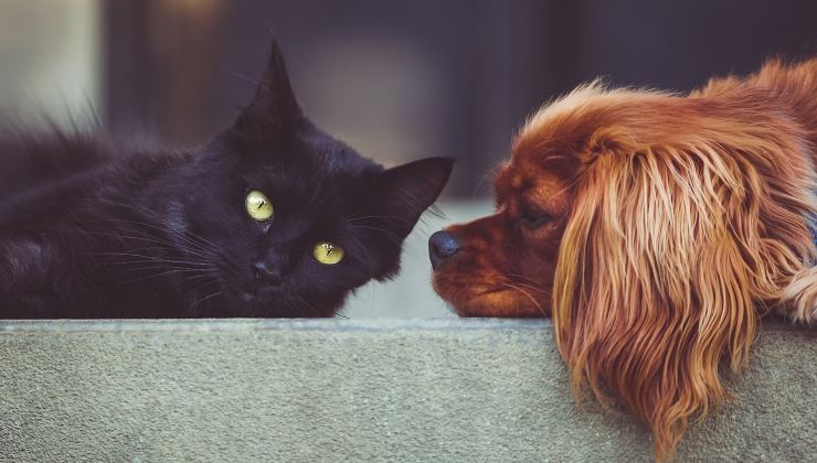 Cane e gatto domestici: come allungare la loro vita con un farmaco