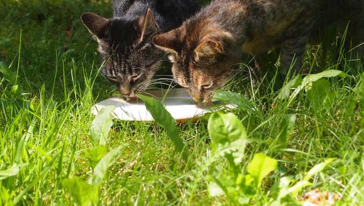 Coppia di gatti che bevono un alimento nel prato di cui non hanno bisogno 