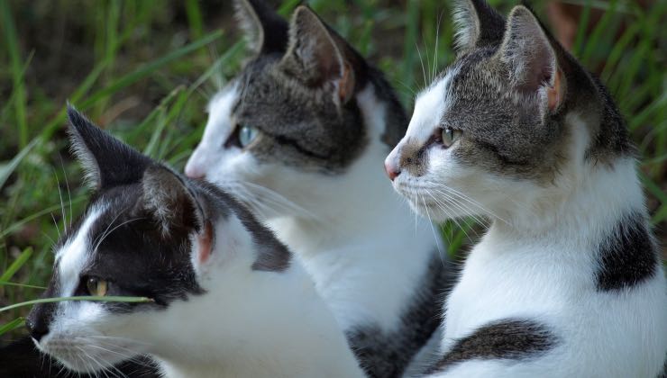 Un gatto dei tre nella natura ha le orecchie verso qualcosa 