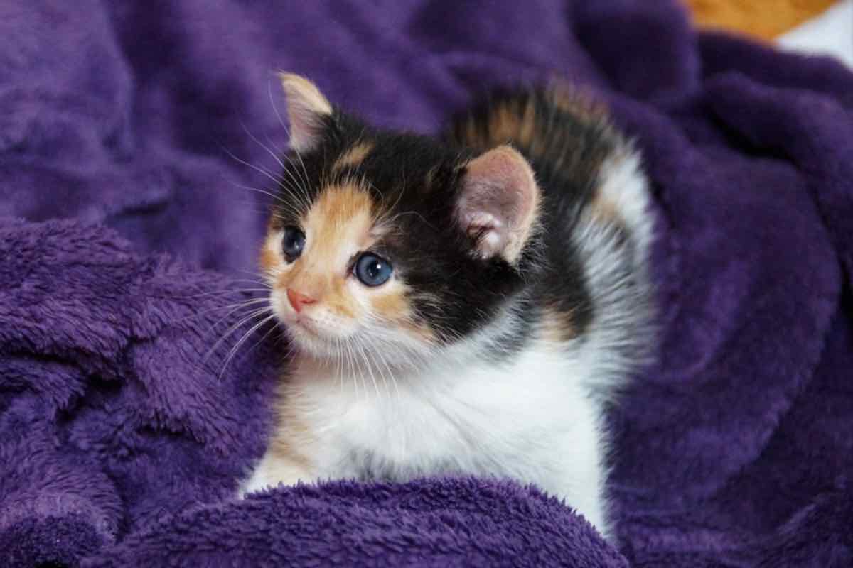 Piccolo gatto tricolore su una coperta viola