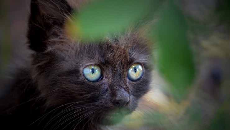 Un piccolo gatto nero nella natura fuori casa 
