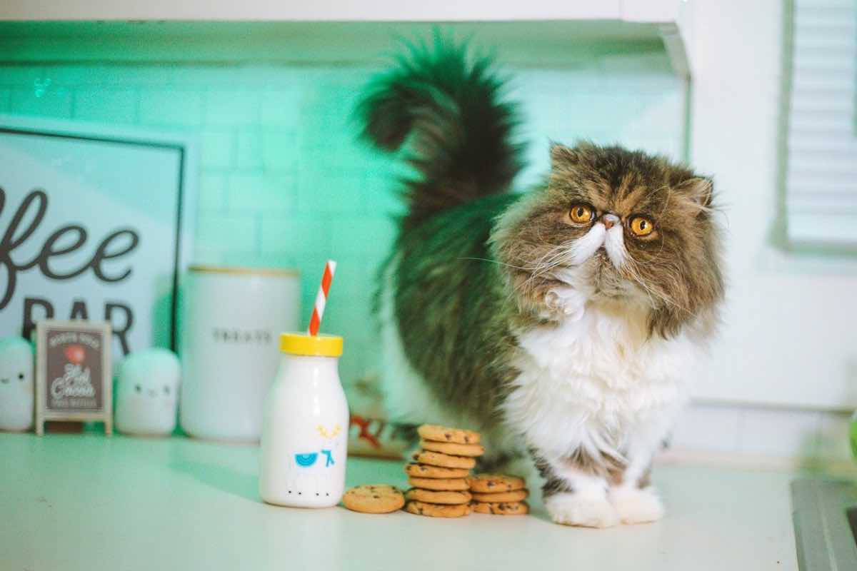 Gatto persiano sul tavolo con latte e biscotti