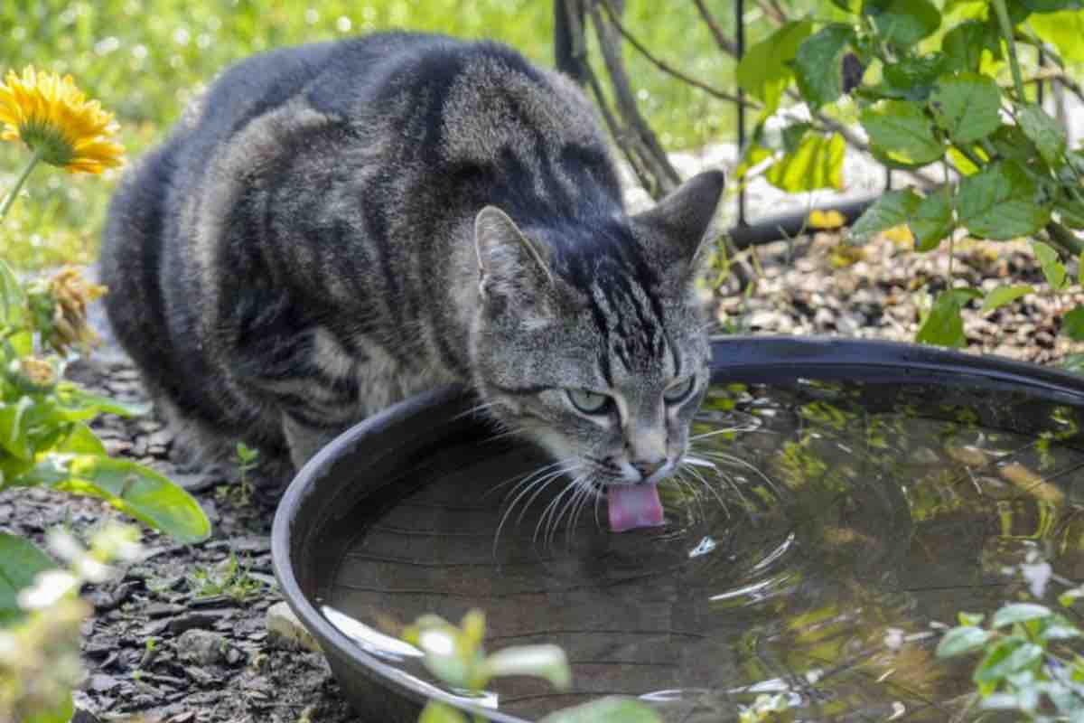 Gatto striato beve in un sottovaso nella natura