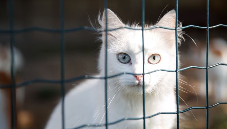 Micio bianco tra altri gatti rinchiusi in una gabbia dell'abitazione 
