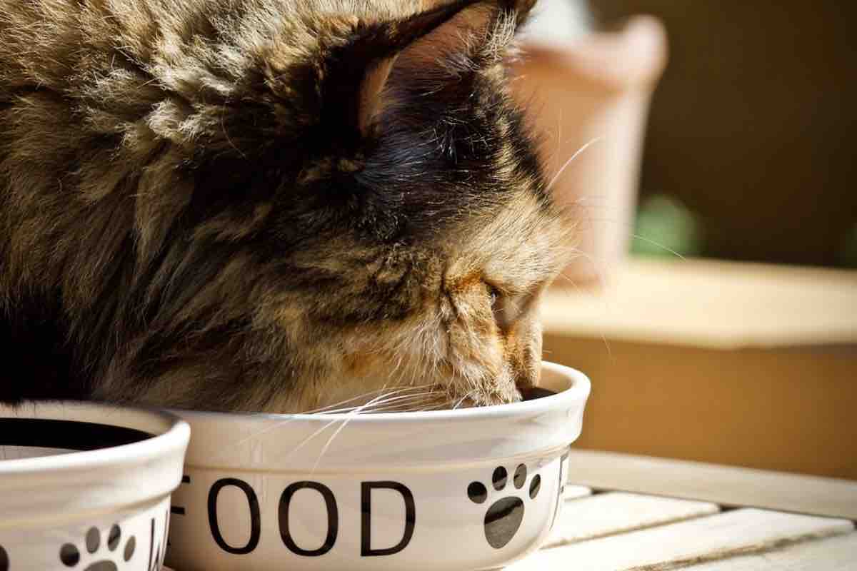 Gatto mangia il suo cibo in una ciotola