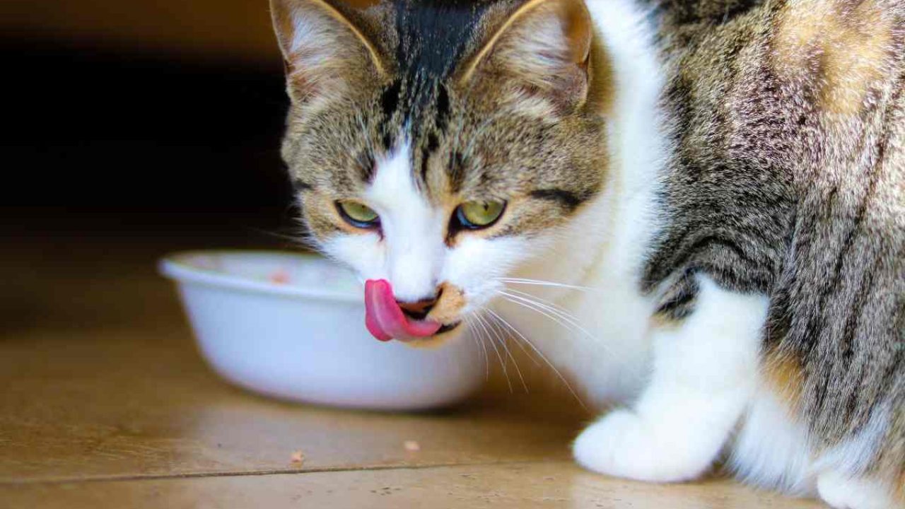 Come conservare il cibo per cani e gatti nel modo corretto