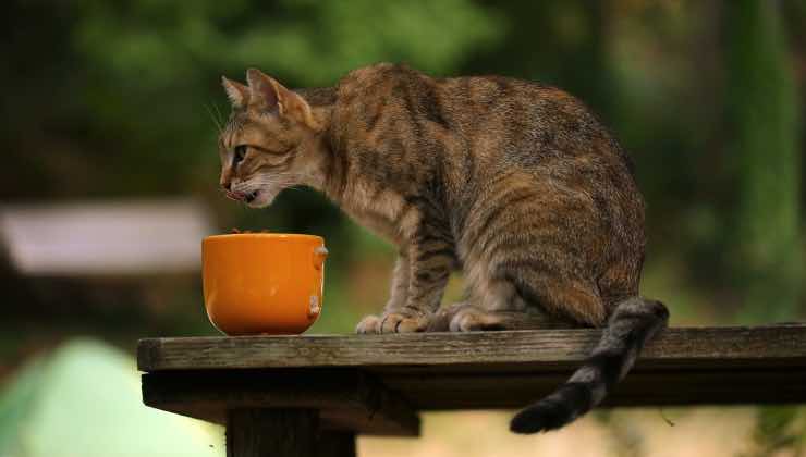 Gatto seduto sul tavolo con il cibo in una ciotola arancione 