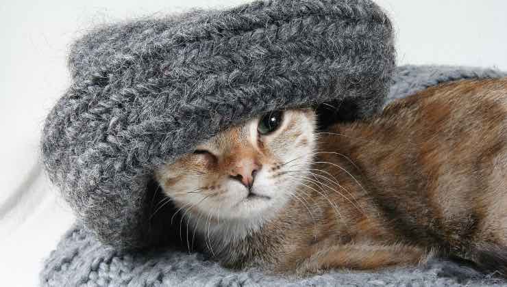 Un gatto arancione con un copricapo di lana grigio 