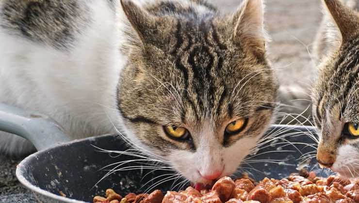 Gatto con gli occhi gialli mangia il cibo insieme a un altro micio
