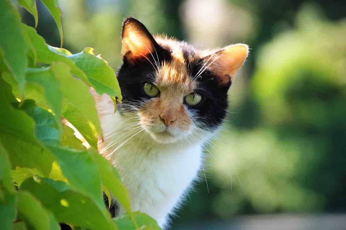 Un gatto nella natura che mostra le orecchie illuminate