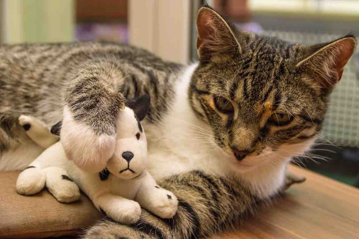 Un gatto striato chiude le palpebre con la zampa di un cane di peluche