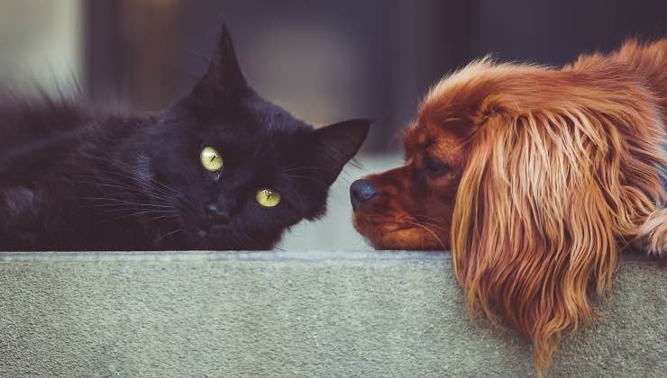 Gatto nero con occhi gialli e cane marrone sdraiati di fronte