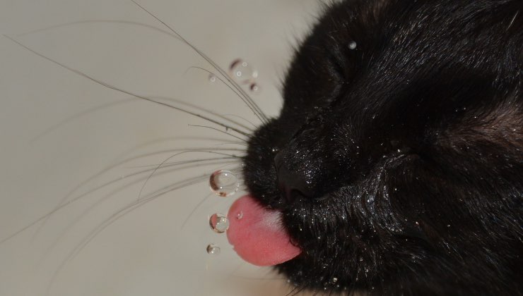 Gatto nero beve a occhi chiusi e perde delle gocce d'acqua 