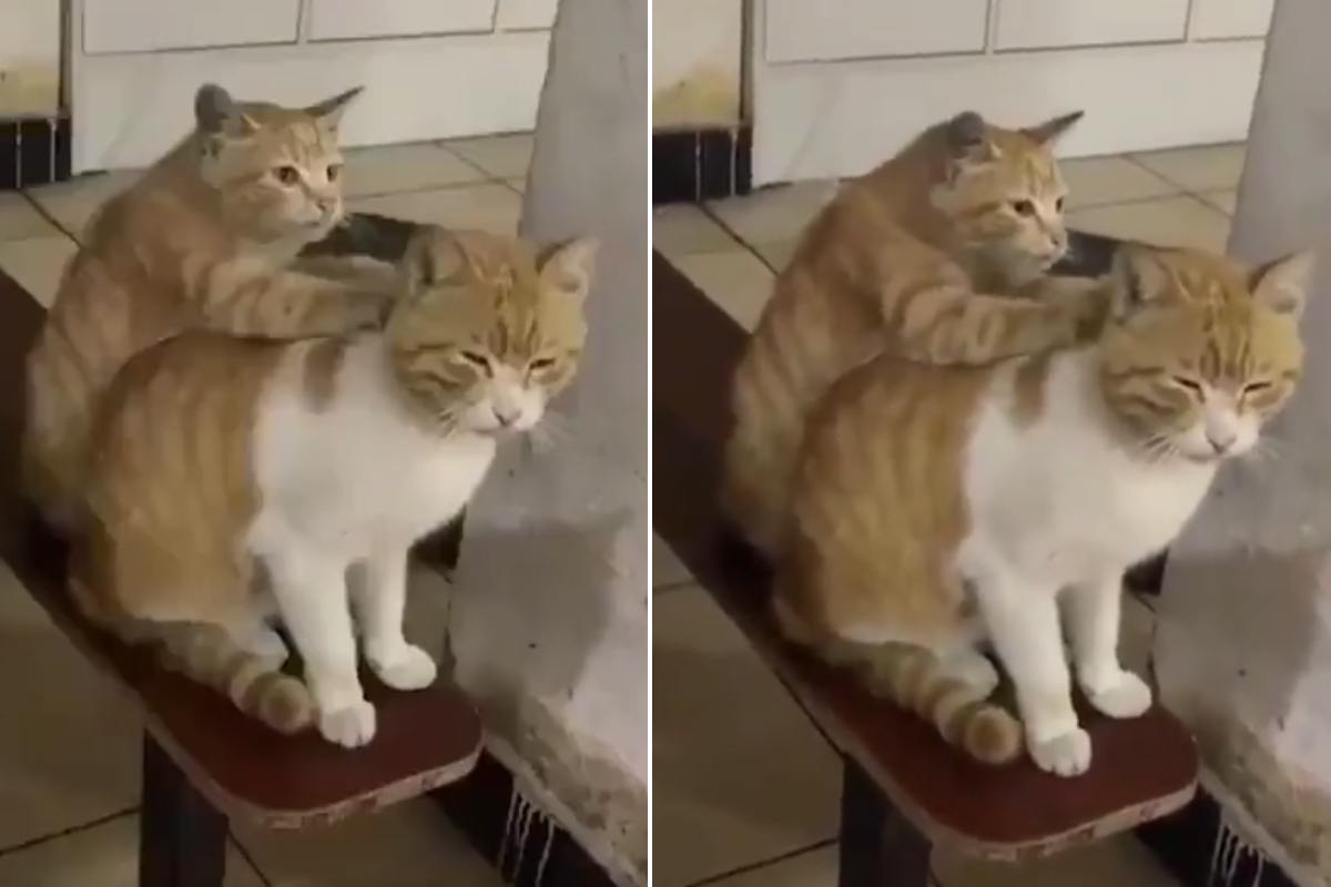 Gatto fa i massaggi