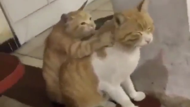 gatto reazione a massaggio