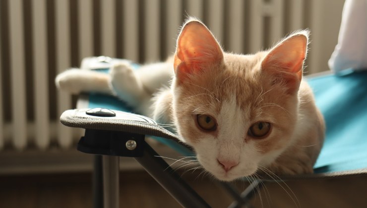 gatto in casa su una sedia