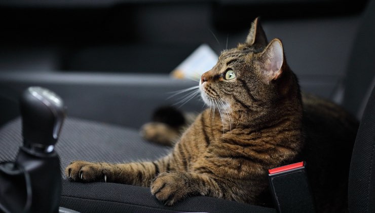 Un modo di posizionale il sedile della macchina per cani e gatti 