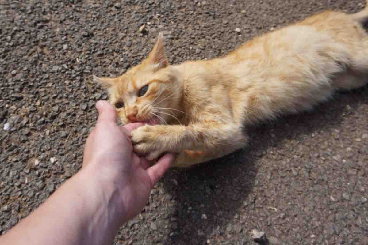 Gatto arancione in strada morde la mano dell'umano