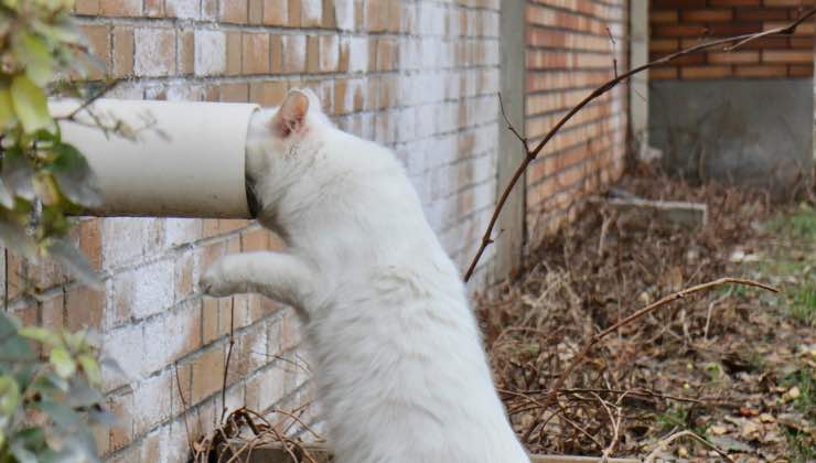 Gatto bianco beve da un tubo esterno all'abitazione 