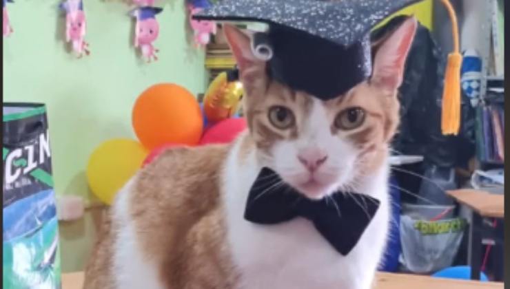 Gatto si diploma