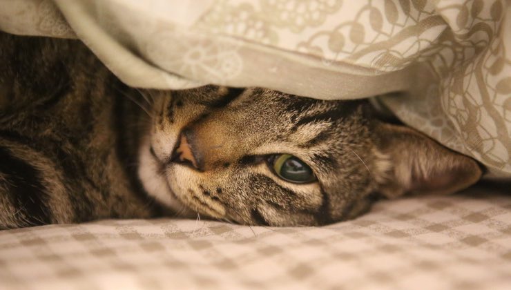 Gatto striato si nasconde nel letto 