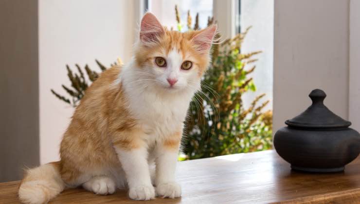 Gatto arancione vuole stare sul mobile di casa 