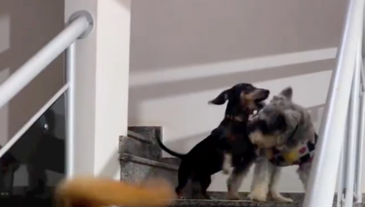 Gli altri cani di casa si nascondono dopo il pasticcio in cima alle scale 