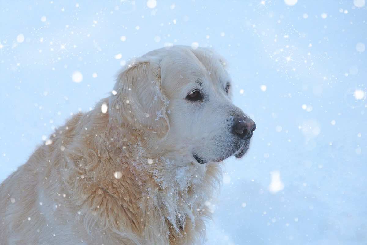 Cane in inverno sotto la neve