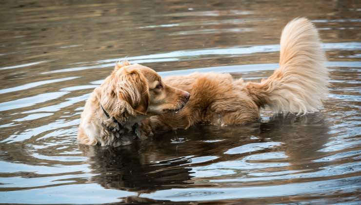 Un cane Golden Retriever solleva la coda dall'acqua 