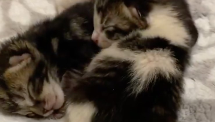 I piccoli di mamma gatta dormono insieme 