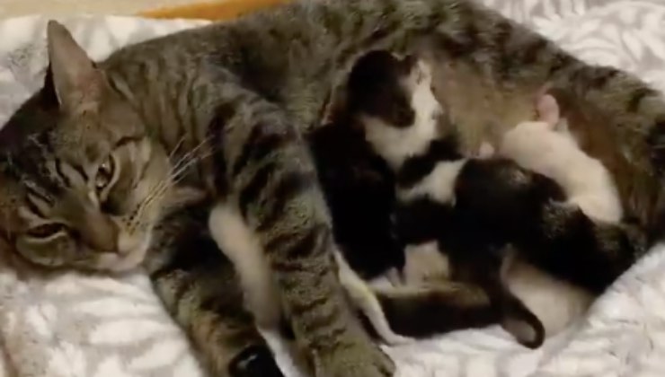 Mamma gatta sdraiata accanto ai suoi piccoli mici
