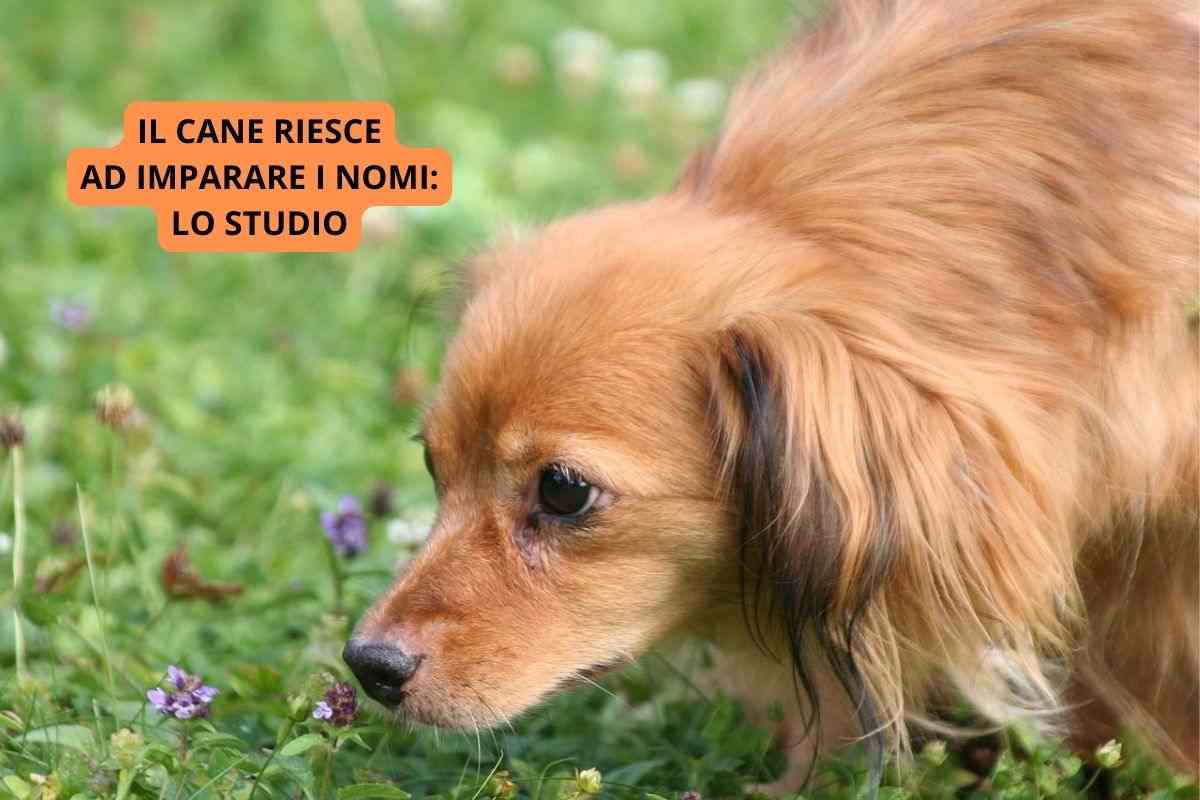 Un cane che riesce ad imparare i nomi