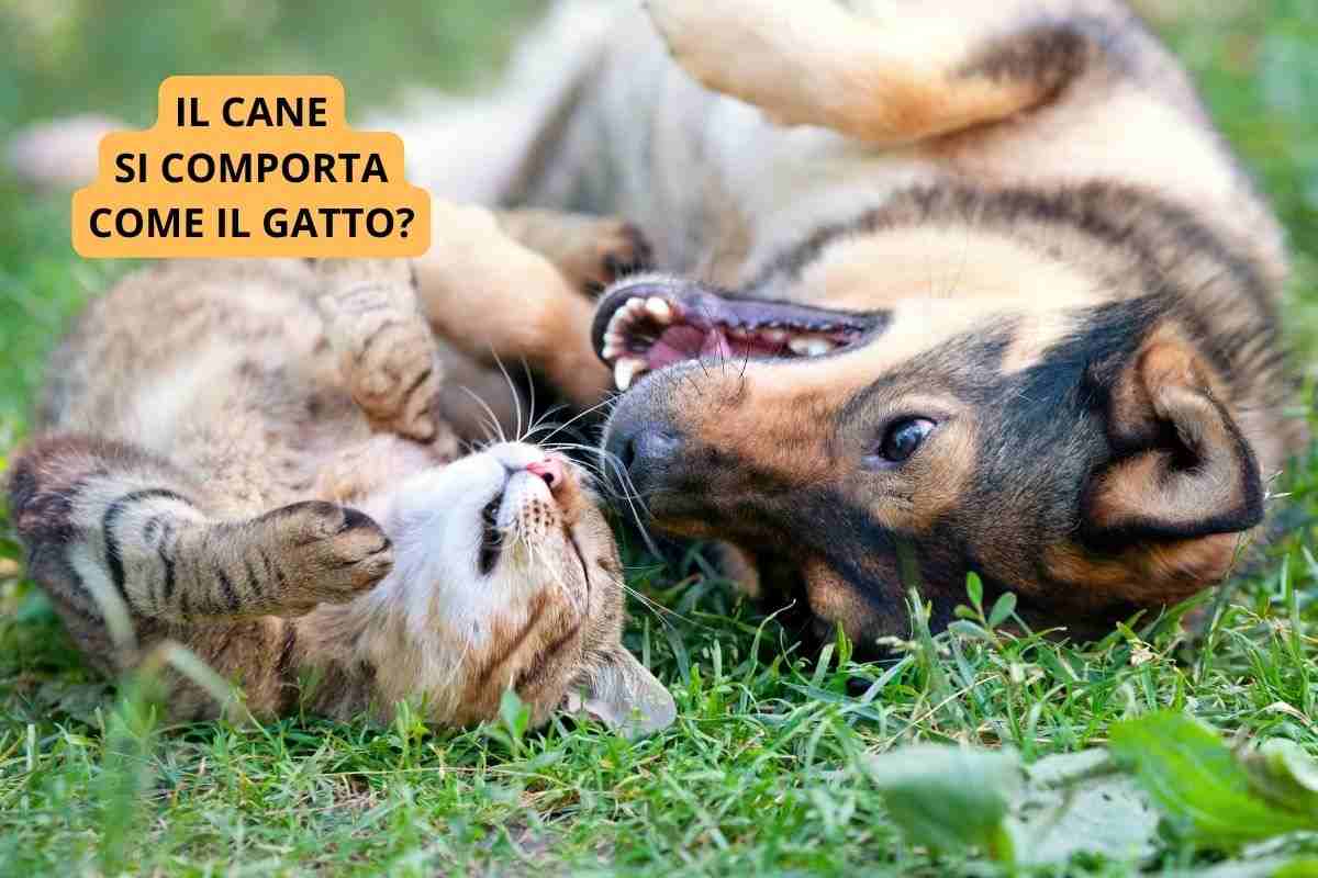 Cane e gatto si rotolano nell'erba