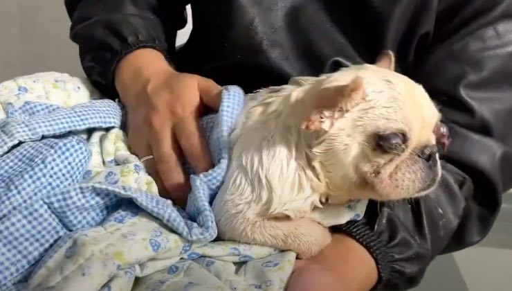 Uomo asciuga il piccolo cane con un'asciugamano dopo il salvataggio