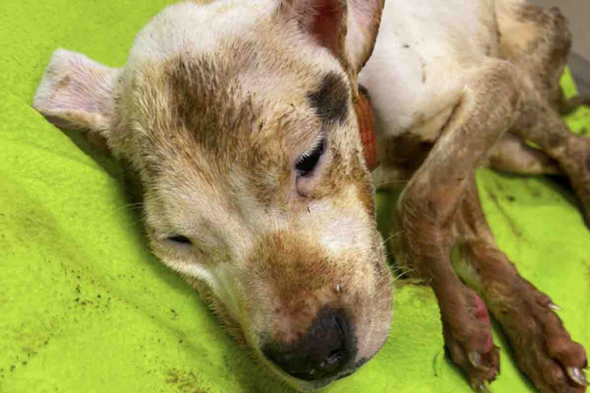 Cucciolo di cane sdraiato in condizioni terribili